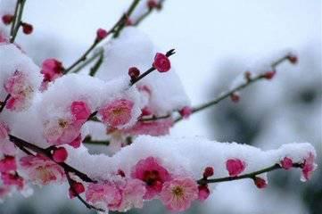 梅花七吃瓜视频什么时候,揭秘幕后故事，带你走进娱乐圈