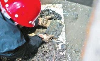 河南古墓吃瓜视频大全集,吃瓜视频大全集揭秘