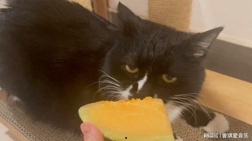 难猫吃哈密瓜会死吗视频,揭秘猫咪致命诱惑之谜