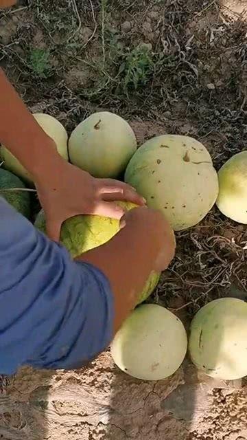 吃瓜视频用什么打开看的,吃瓜视频，究竟用什么打开观看？