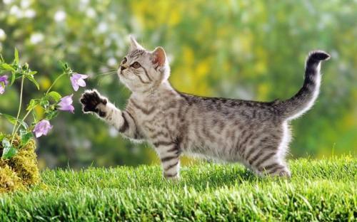 吃瓜猫视频大全,萌宠搞笑瞬间大盘点
