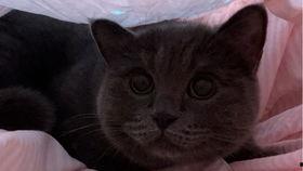 猫咪吃小瓜视频大全播放,萌态百出视频大盘点