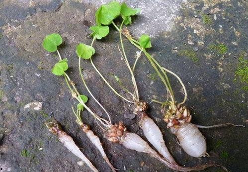 野钓吃野瓜视频