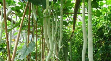 泰国小哥吃蛇瓜视频