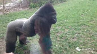 女孩吃瓜变猩猩视频大全