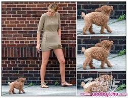 宠物大明星吃瓜视频,吃瓜视频揭秘萌宠圈幕后故事