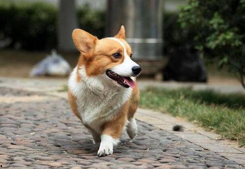 柯基犬可以吃凉瓜吗视频,营养美味两不误